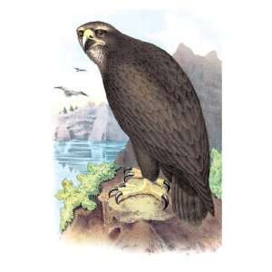  Gray or Sea Eagle 12x18 Giclee on canvas