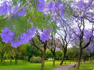 JACARANDA MIMOSIFOLIA, BLUE rare flowering tree flamboyan delonix seed 