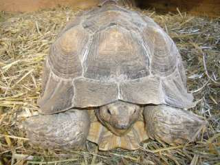 Spornschildkröte in Sachsen Anhalt   Wespen  Reptilien & Zubehör 