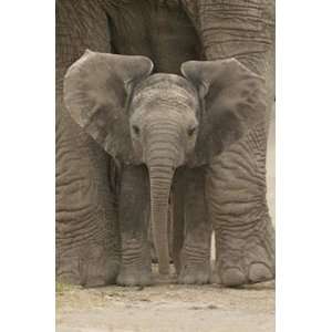 1art1 34919 Elefanten   Grosse Ohren, Baby Elefant Poster (91 x 61 cm 