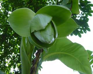 Ensete glaucum   Schneebanane   Giant Banana   5 Samen  