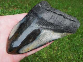 Megalodon fossil shark tooth teeth ENORMOUS MONSTER   