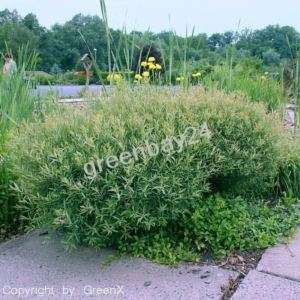 Salix purpurea Nana Kugel Weide 60/100 cm  