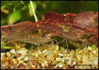 Red Cherry Shrimp Male and Female Comparison
