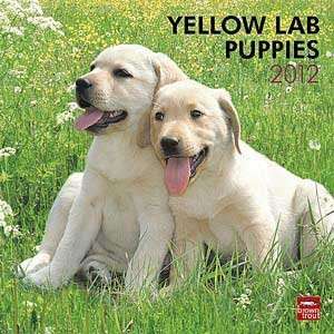  2012 Yellow Lab Puppies Calendar