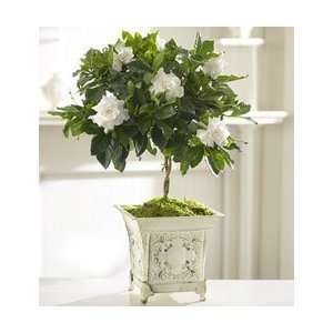 Flowers by 1800Flowers   Gardenia Topiary for Sympathy  