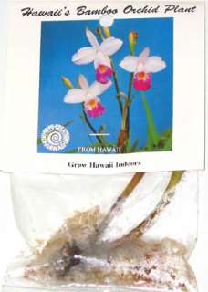 HAWAIIAN BAMBOO ORCHID PLANT ROOT * 8 BULBS  