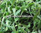100 Watercress Organic Seeds Garden Salads Herb items in Into Aurora 
