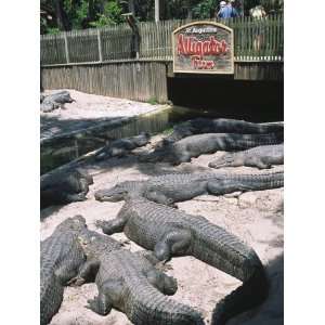  St. Augustine Alligator Farm Zoological Park Stretched 