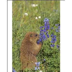 Olympic Marmot   Feeding on flowers in subalpine meadow Photographic 