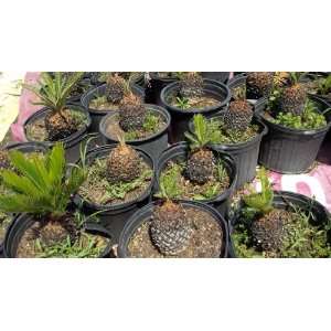    Sago Palm Cycas revoluta Tree 3 Gallon Plant Patio, Lawn & Garden