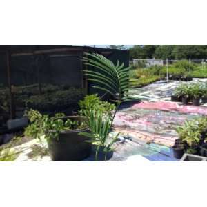   Palm Cycas revoluta Tree 1 Gallon Starter Plant Patio, Lawn & Garden