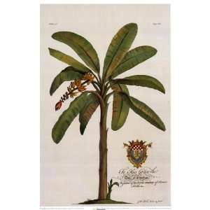  Banana Tree   Poster by Georg Dionysius Ehret (13x20 
