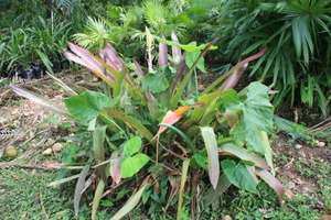Androlepis skinneri  Belize Tropical Bromeliad 50 seed  