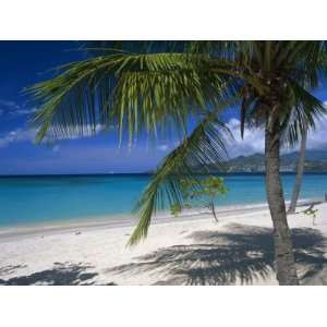 Palm Tee and Beach, Grand Anse Beach, Grenada, Windward 