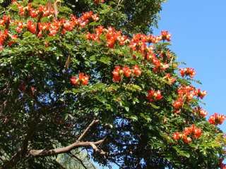 Spathodea campanulata AFRICAN TULIP TREE ~SEEDS~  