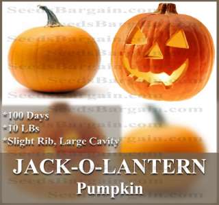 Pumpkin seeds *BST* PERFECT FOR CARVING ~JACK O LANTERN  