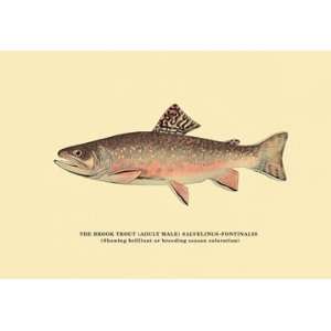 Brook Trout (Showing Brilliant or Breeding Season Coloration) 24X36 