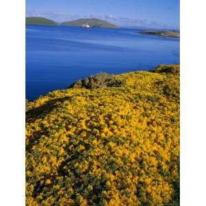  Yellow Gorse Bushes (Ulex Europea), New Island, West 