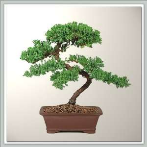 Bonsai Trees & Tools Upright Juniper Bonsai Tree II  Nursery Direct 