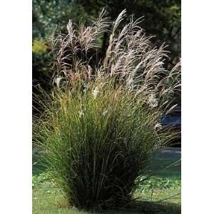  Chinese Silver Grass 25 Seeds   Miscanthus Patio, Lawn 