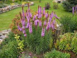   liatris are deer resistant fully hardy and can be left in the ground
