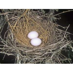 Common Ground Dove Nest with Two Eggs, Columbina Passerina, Texas, USA 
