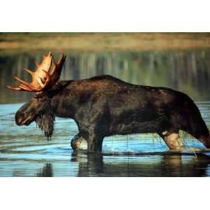  Moose    shrink wrapped, shipped flat poster 16 x 20 