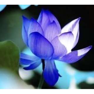 Lotus flower   Nelumbo nucifera 5 seeds Blue Garden  