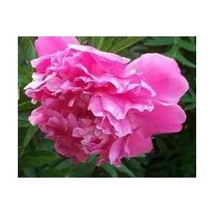  Paeonia Sarah Bernhardt   Peony Patio, Lawn & Garden