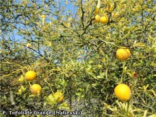 The trifoliate orange is extremely hardy, surviving temperatures well 