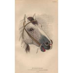  Jardine 1884 Engraving of a Hungarian Horse Head Kitchen 