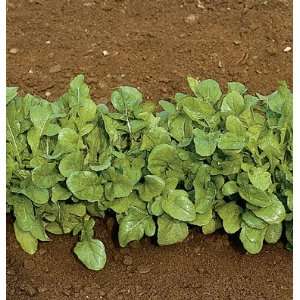   300 Organic Heirloom Arugula Salad Green Seeds Patio, Lawn & Garden