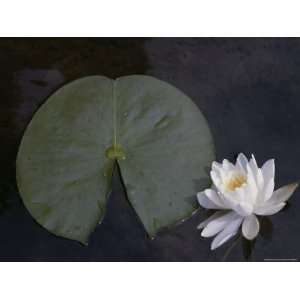  Lily Pad and Flower on the Surface of a Mountain Lake in 