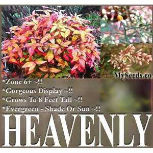   FEET TALL   Nandina domestica   ZONES 6 AND UP Patio, Lawn & Garden