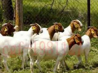 001   100 Number Animal Sheep Pig Use Ear Tag Livestock Tag  