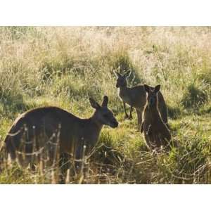  Eastern Grey Kangaroos, Geehi, Kosciuszko National Park 