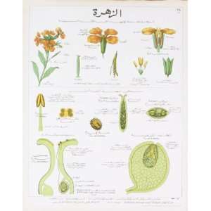 La Giroflee Teaching Chart Lithograph by Deyrolle. size 19.25 inches 