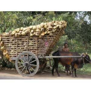  Ox Cart Loaded with Coconut Husks, Near Colombo, Sri Lanka 
