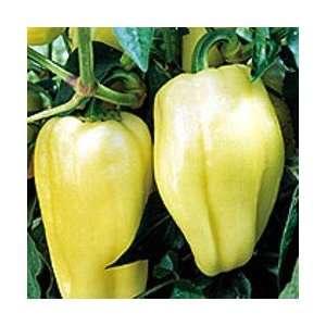  Hungarian Szentesi Pepper 48 Plants Medium Hot Heirloom 
