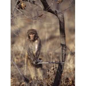  Rhesus Monkey in Tree, Qinhuangdao Zoo, Hebei Province 