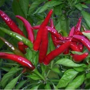  Hot Pepper Seed Thai Hot (Capsicum annuum) 30+ Seeds by Seeds 