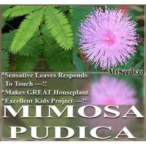   PUDICA SENSITIVE PLANT Flower Seeds Great For Science Project Annual