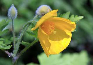 Golden Celadine Poppy 4 Plants  Stylophorum Wildflower  