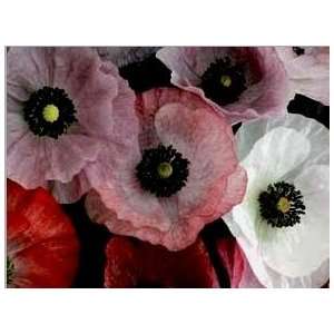 Rainbow Seeds® 10,000 Red Poppy Seeds Double Shirley Garden Flowers