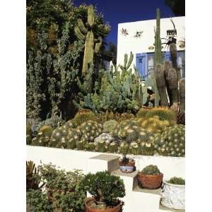  Cacti Garden in a Raised Bed, Pasadena, Los Angeles 