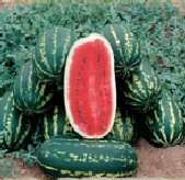 Legacy Watermelon Seeds (Bulk)  100  